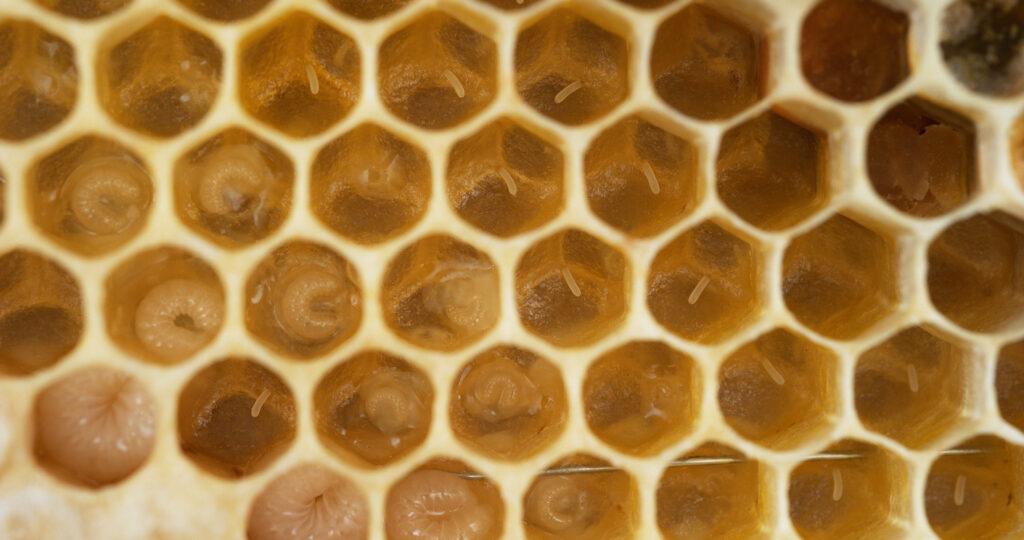 European Honey Bee, apis mellifera, Bee Brood and Alveolus filled with Larvaes and Eggs, Bee Hive in Normandy