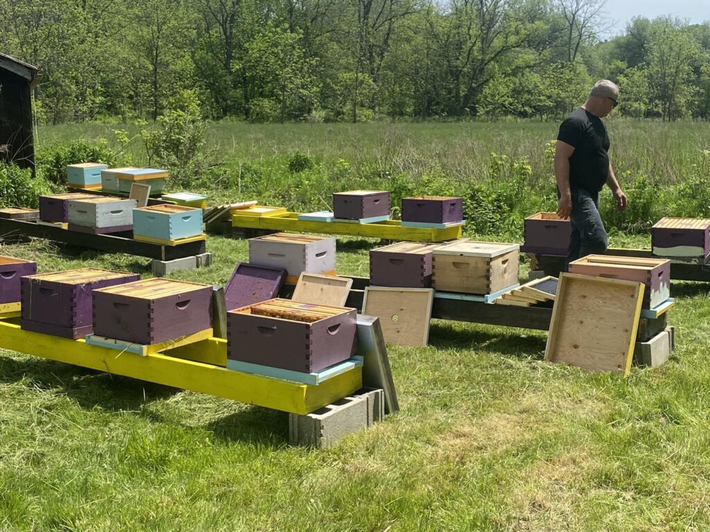 Kinsey Bee Yard