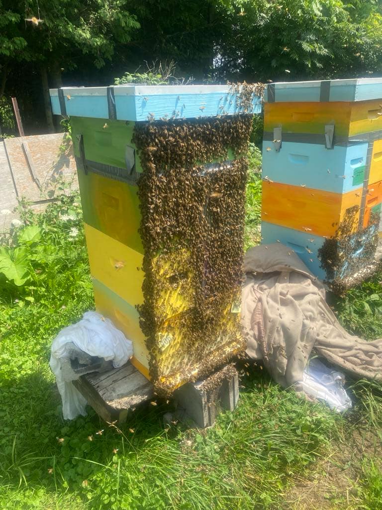 double nuc hive