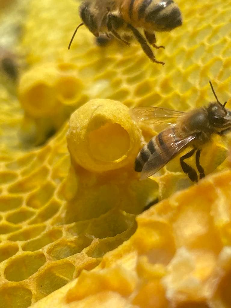 queen larva in royal jelly