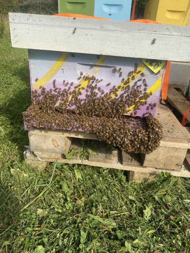 Summer Bees Bearding