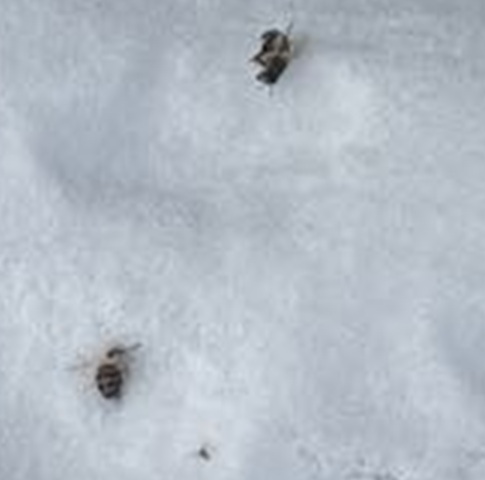 how we can do inspecting beehives in Winter