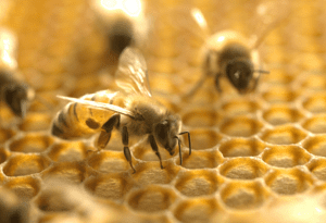 What We Have learned About Buying Bees