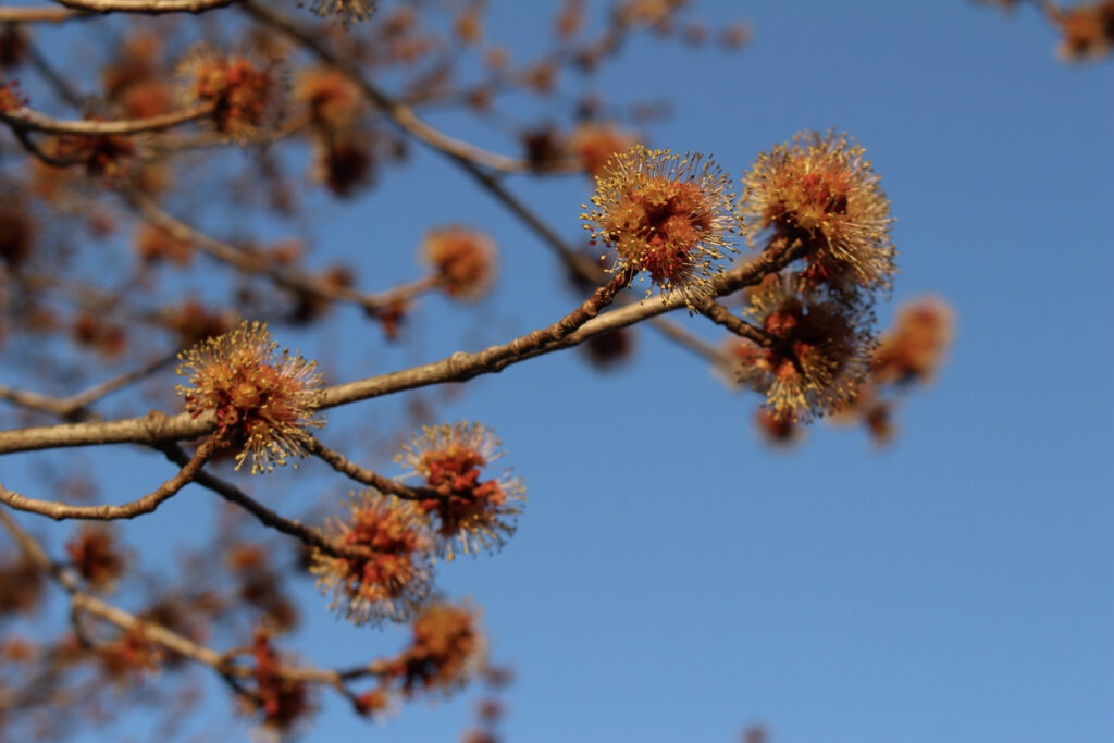 Honey Bees Need Maple Pollen - March 1