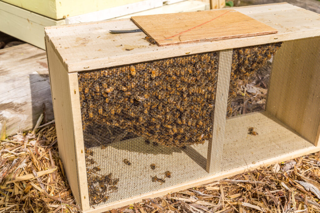 packaged bees